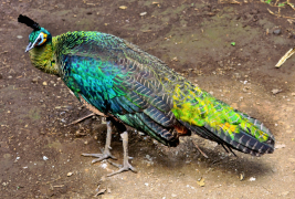burung-merak 56 senarai